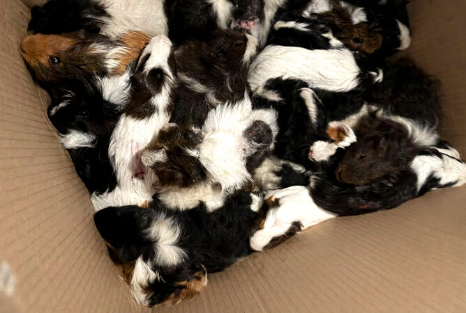 47 ausgesetzte Meerschweinchen in Waldstück bei Ilten gefunden   