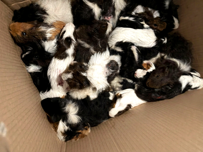 47 ausgesetzte Meerschweinchen in Waldstück bei Ilten gefunden   