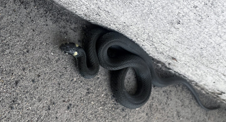 Einsätze für die Tierretter der Stadtfeuerwehr Lehrte wegen Schlangen