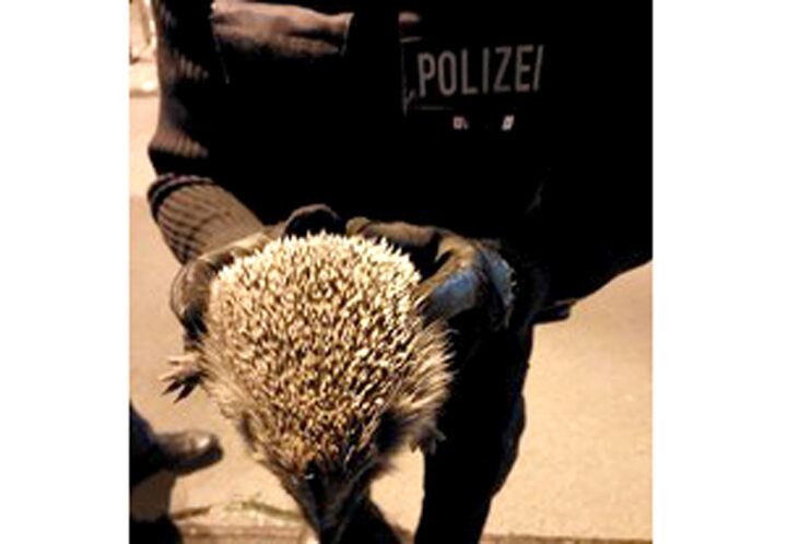 Bundespolizeiinspektion Hannover stellt Messer und lebenden Igel bei Kontrolle sicher
