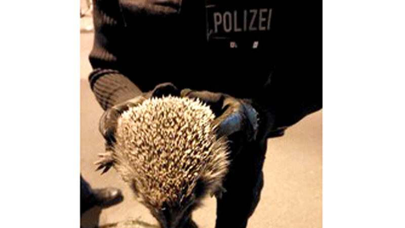 Bundespolizeiinspektion Hannover stellt Messer und lebenden Igel bei Kontrolle sicher