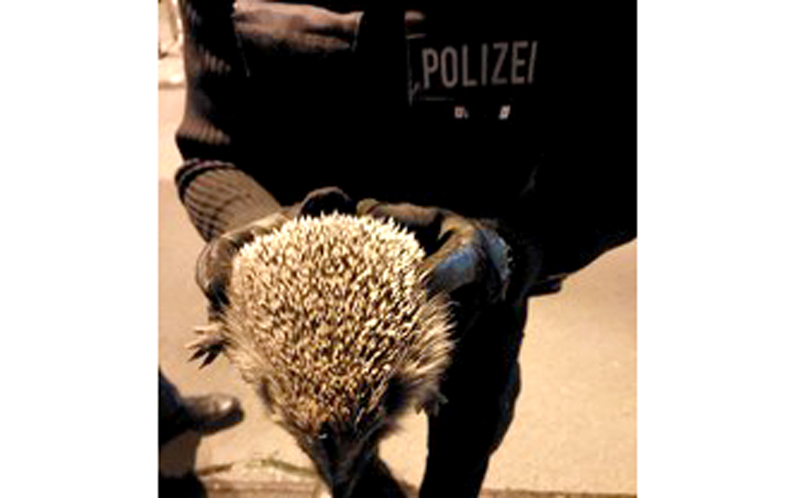 Bundespolizeiinspektion Hannover stellt Messer und lebenden Igel bei Kontrolle sicher